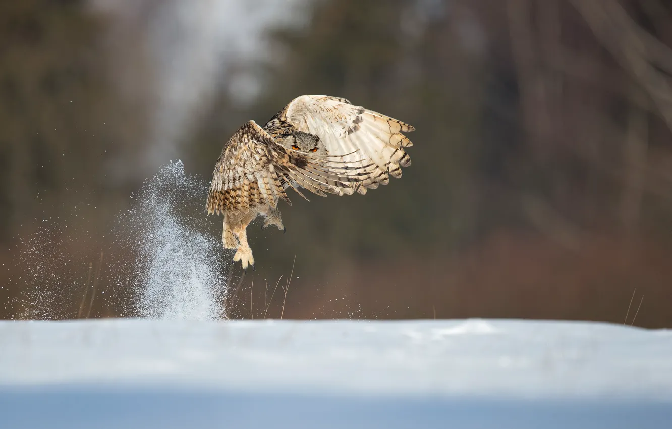 Photo wallpaper snow, owl, wings, the rise, bokeh