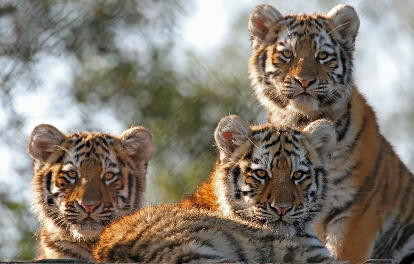 Photo wallpaper kittens, wild cats, tigers, trio, the cubs, cubs, Trinity