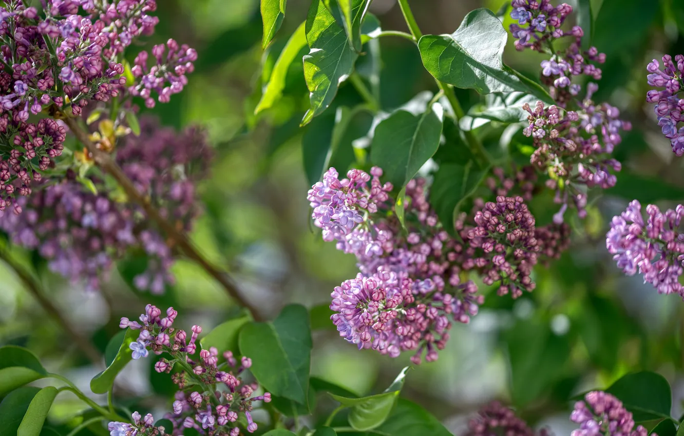 Photo wallpaper leaves, branches, spring, flowering, lilac, bokeh