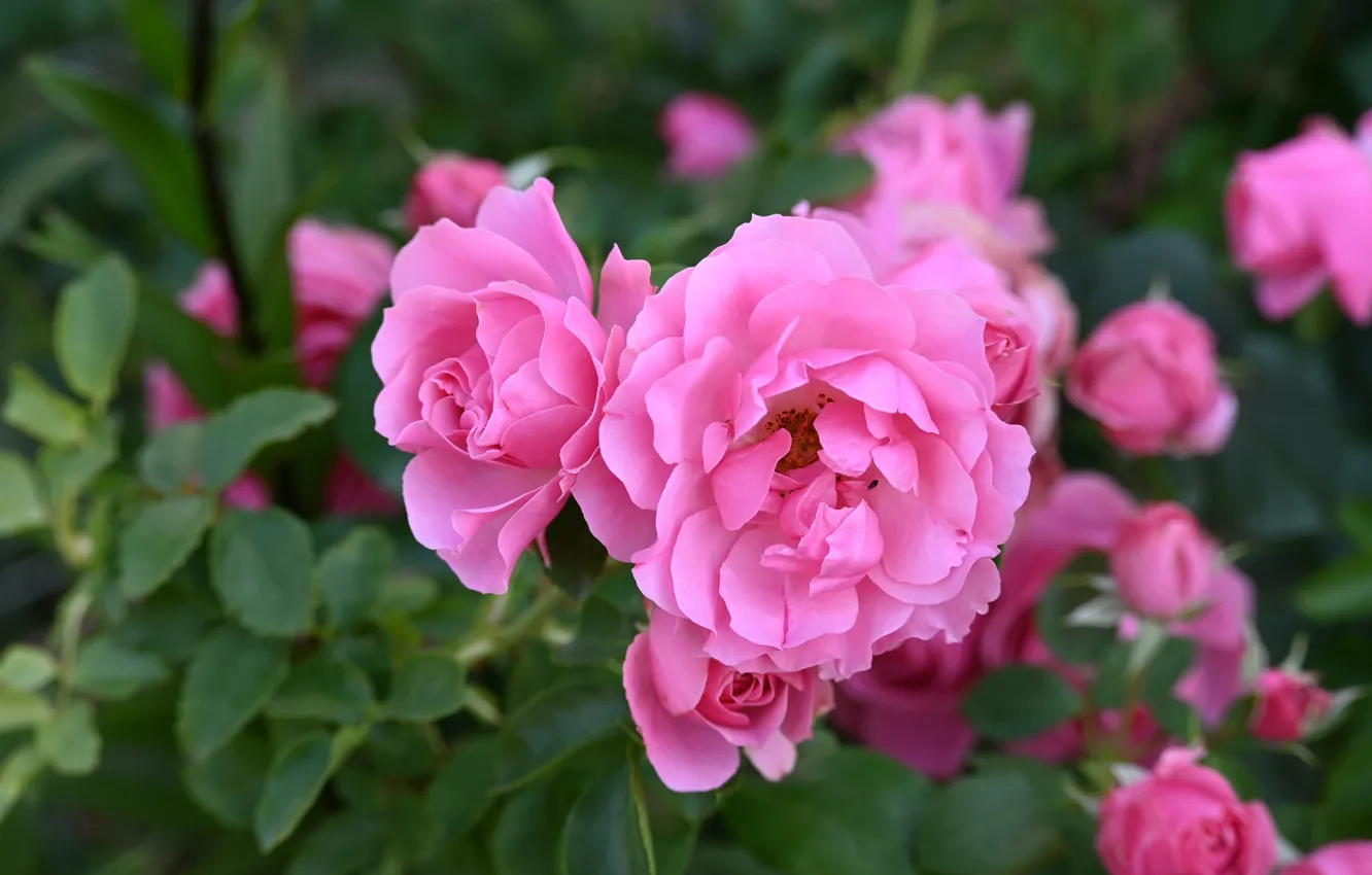 Photo wallpaper leaves, flowers, roses, garden, pink