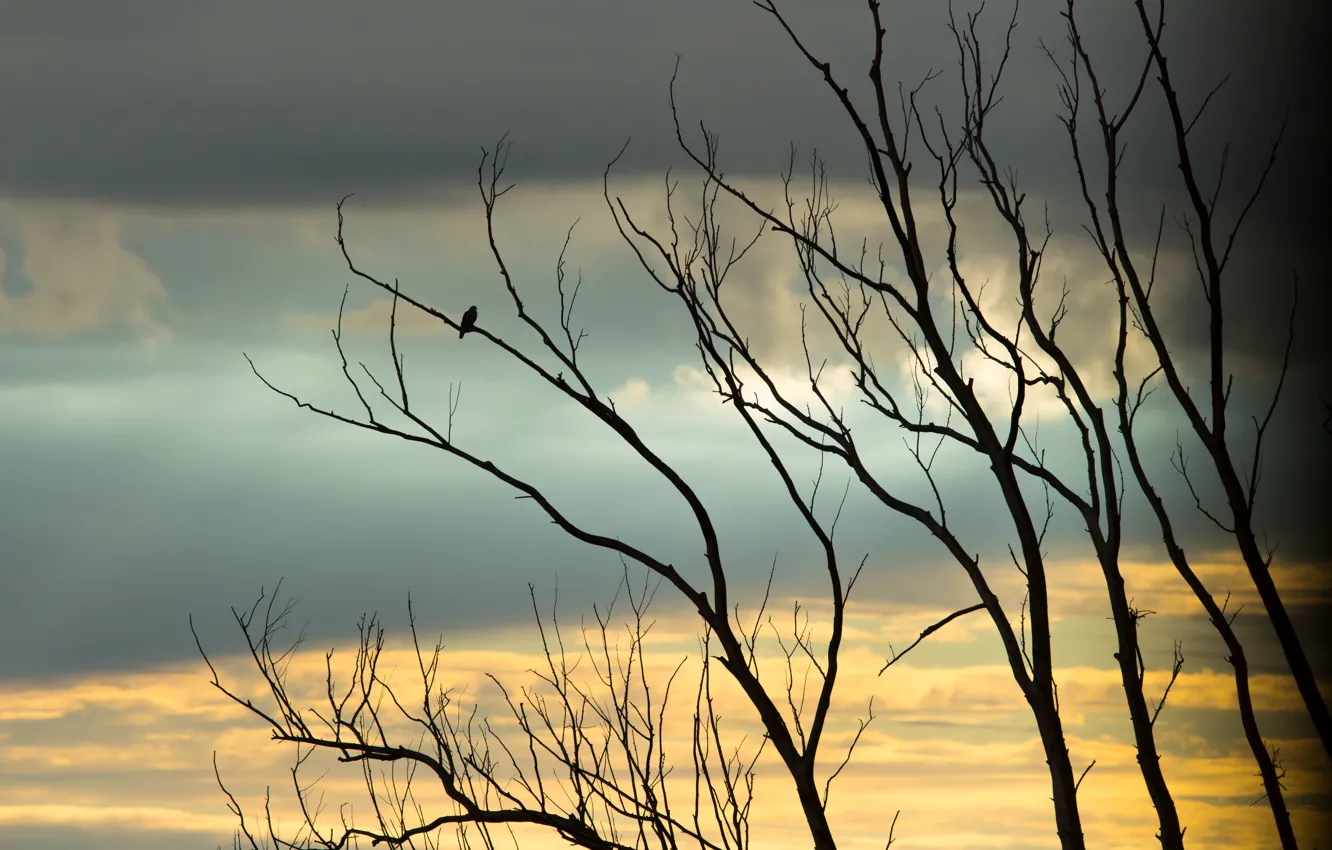 Photo wallpaper the sky, clouds, sunset, branches, yellow, nature, background, blue