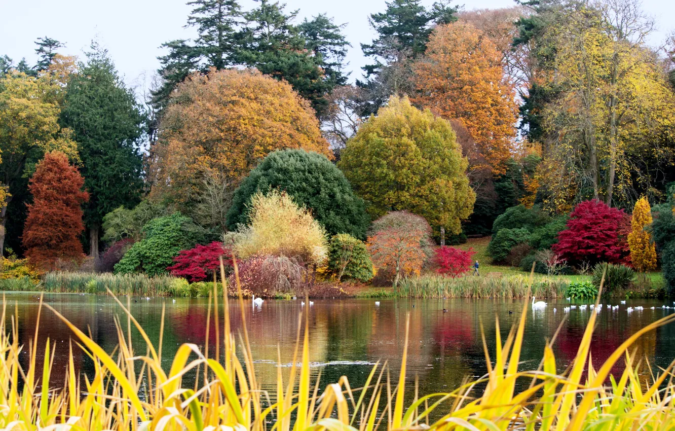 Photo wallpaper autumn, grass, trees, pond, Park, UK, swans, the bushes