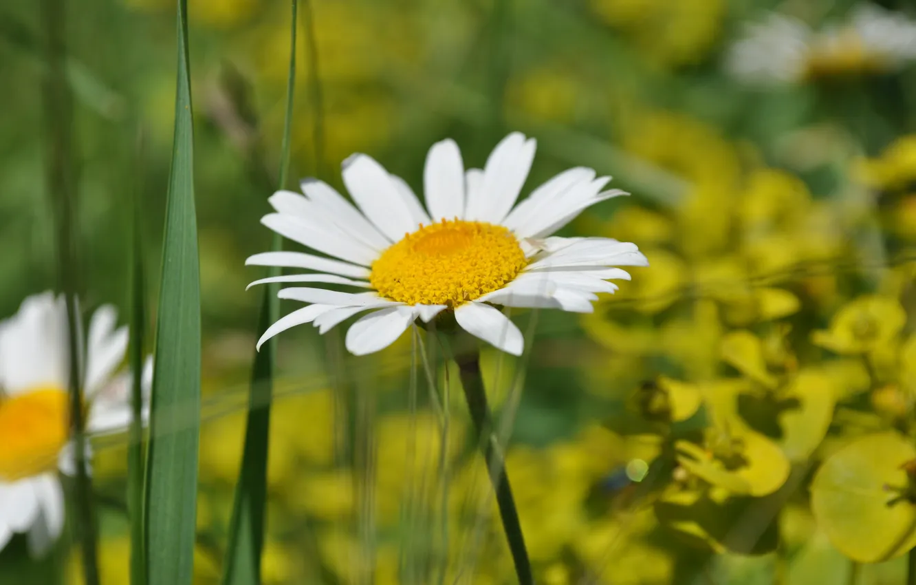 Photo wallpaper flowers, nature, plant, chamomile