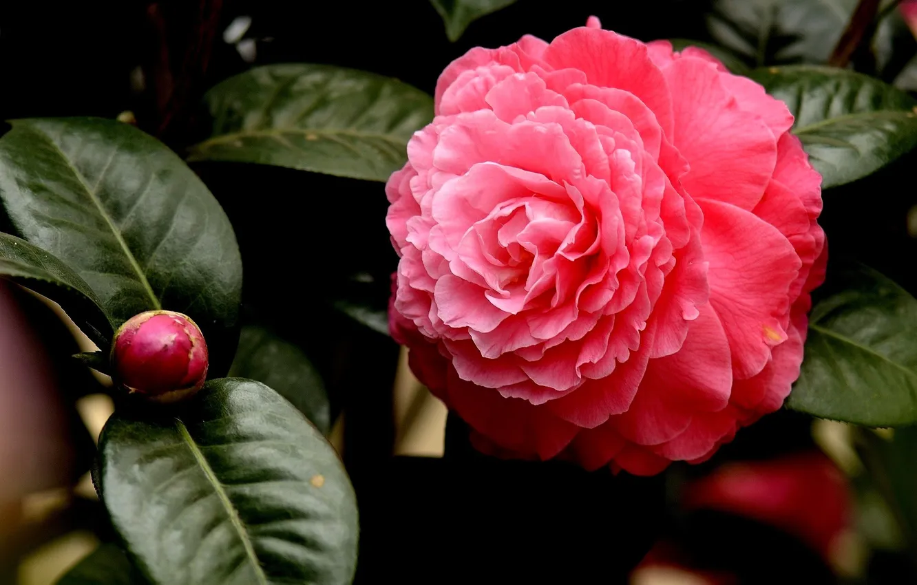 Photo wallpaper flowers, flowers, pink Camellia, pink Camellia