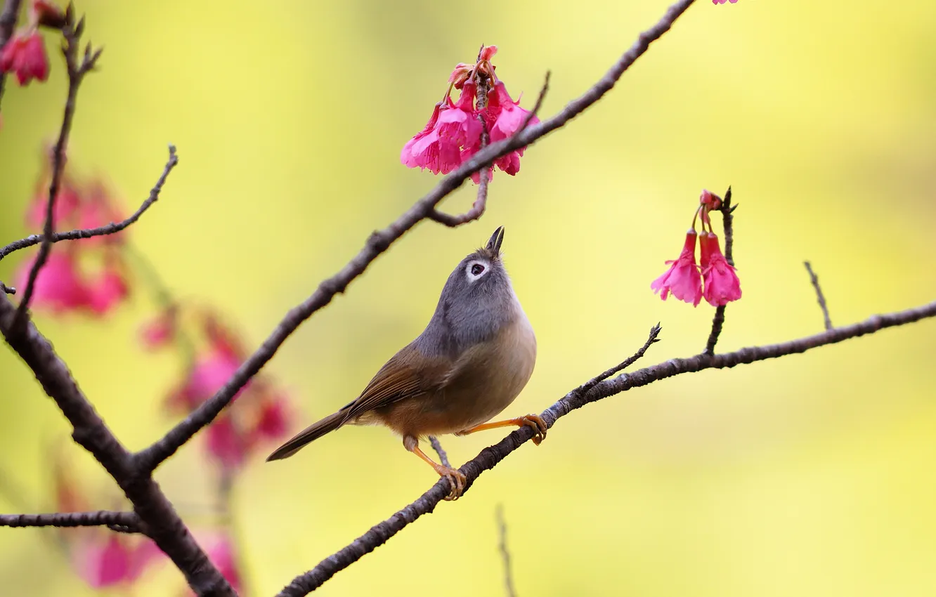 Photo wallpaper trees, flowers, branches, background, bird, pink