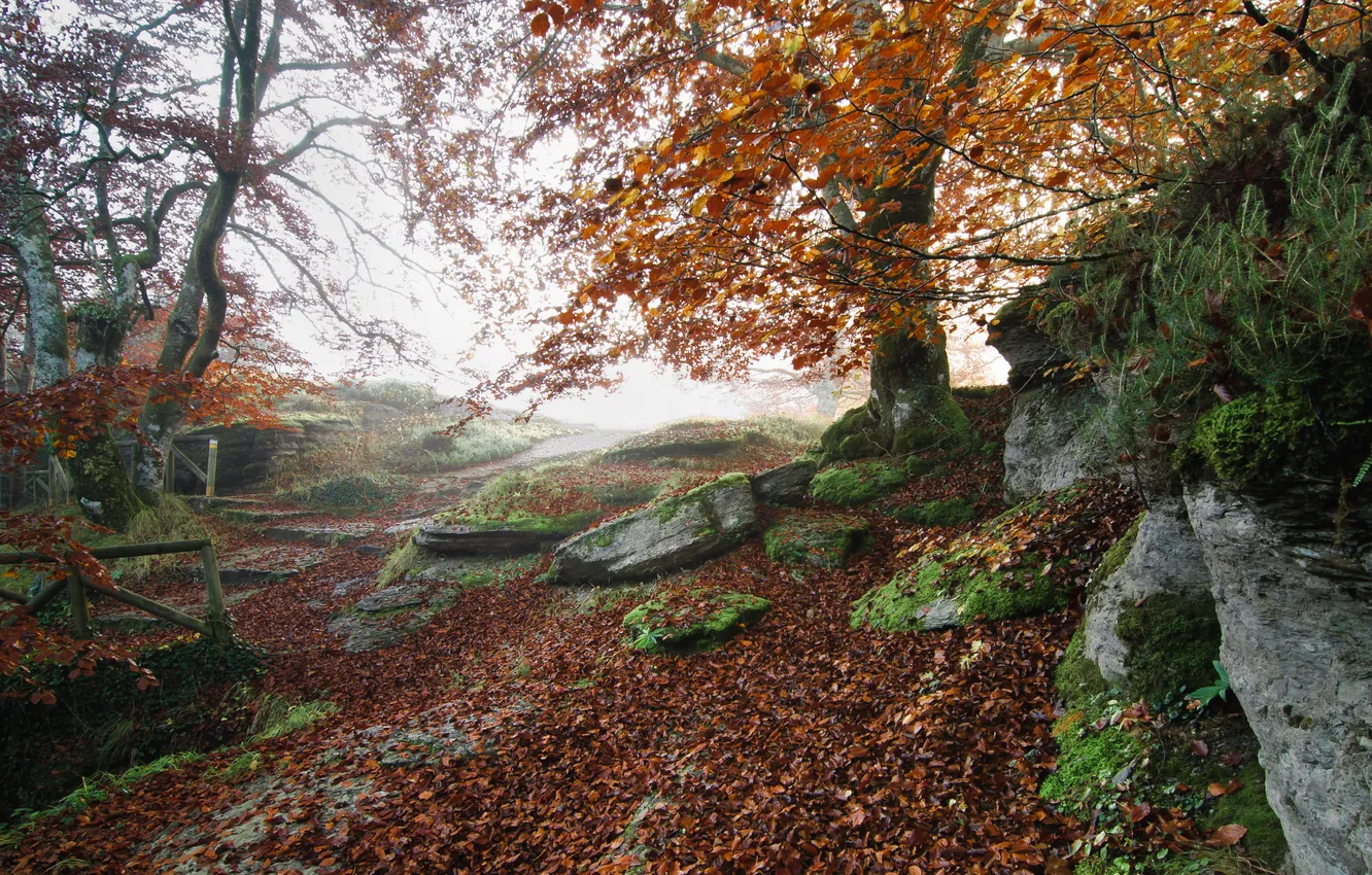 Photo wallpaper trees, nature, stones, moss