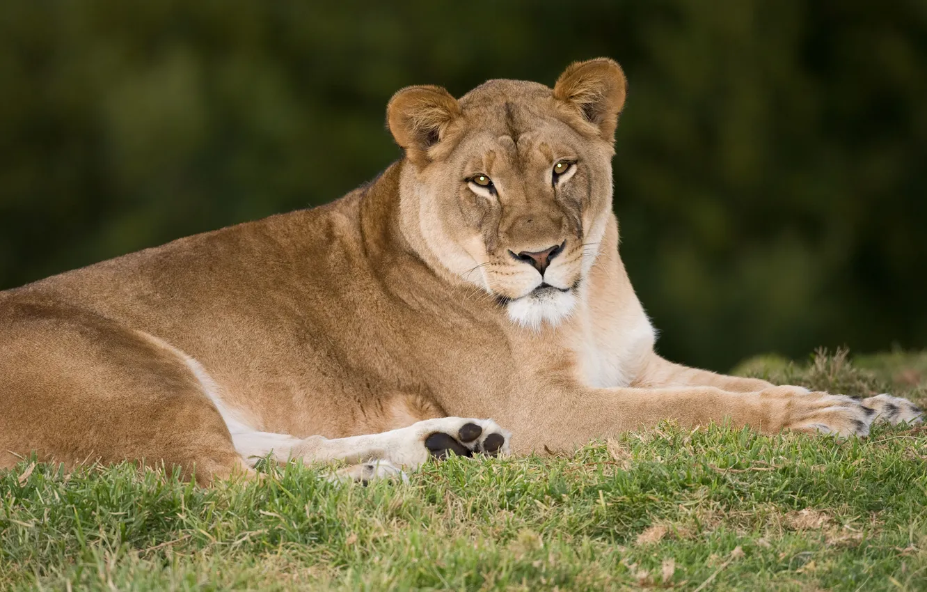 Photo wallpaper cat, grass, look, stay, lioness