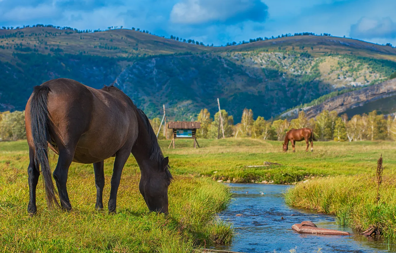 Photo wallpaper field, grass, stream, horses, horse, pasture