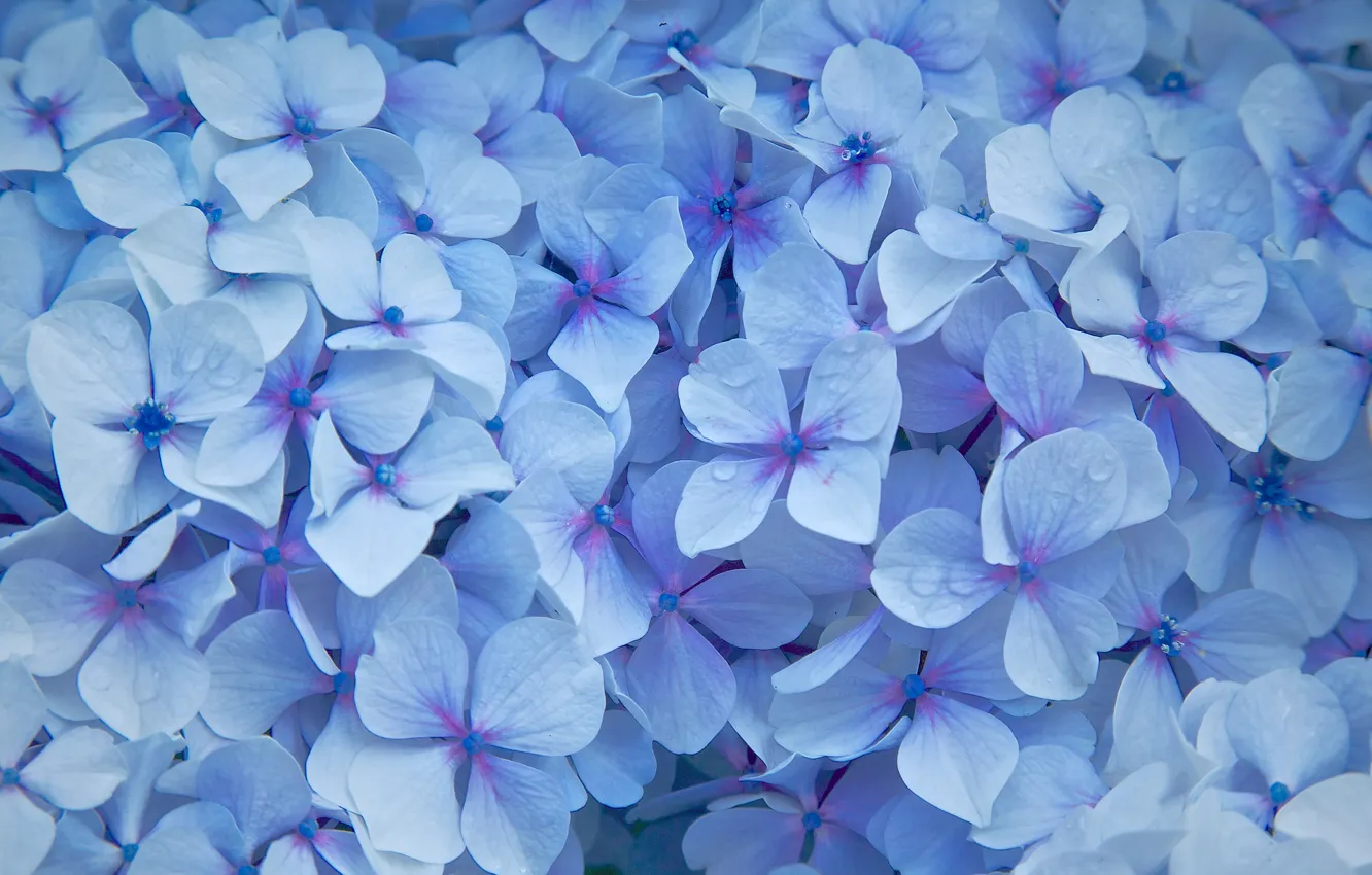 Photo wallpaper flowers, droplets, petals, blue, Hydrangea