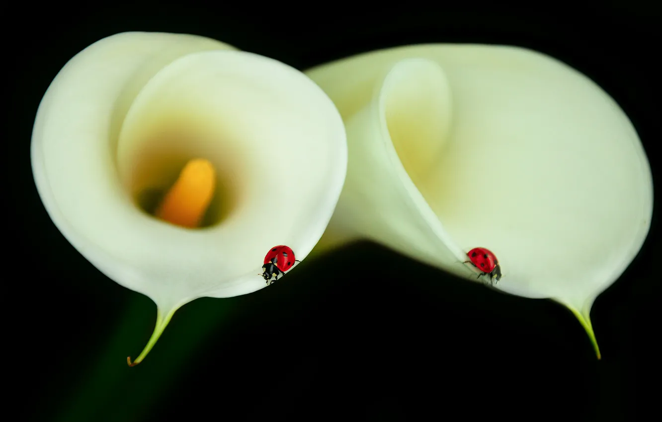 Photo wallpaper macro, flowers, ladybugs, Kala, Katrin Suroleiska