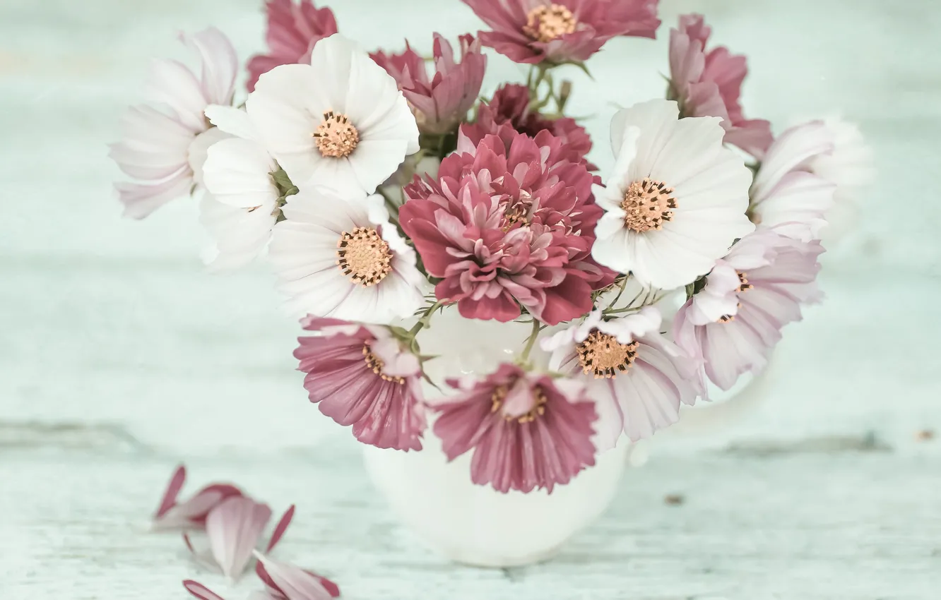 Photo wallpaper petals, a bunch, chrysanthemum, kosmeya