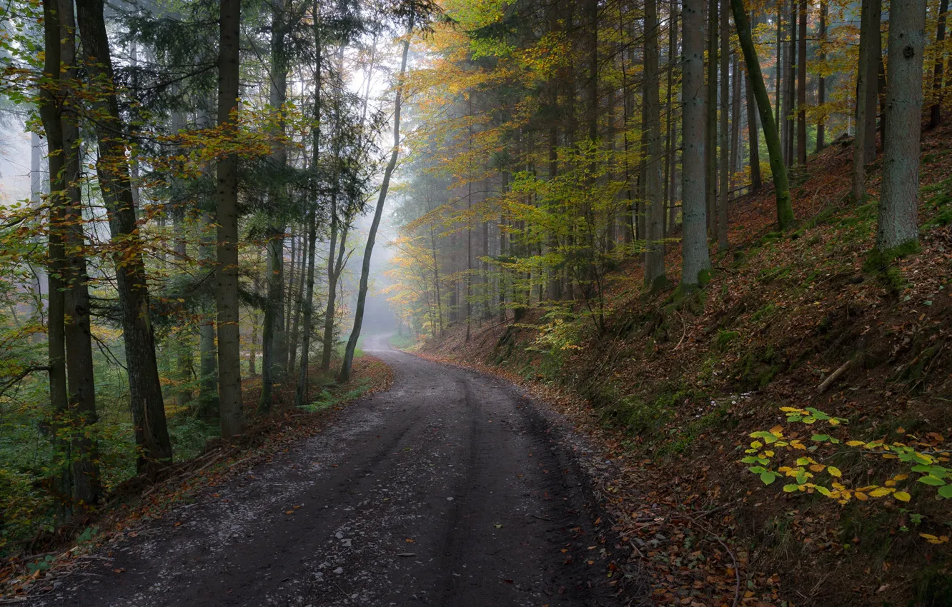 Photo wallpaper road, autumn, forest, leaves, trees, fog, slope