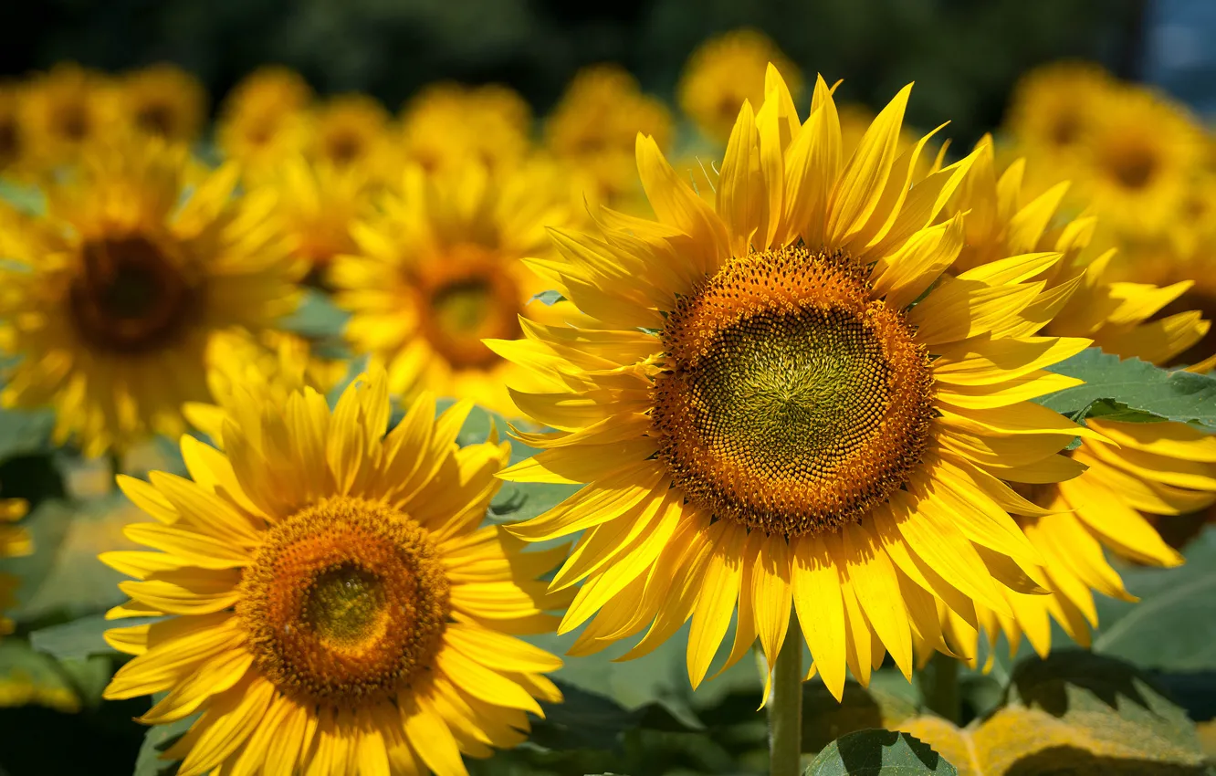 Photo wallpaper field, summer, sunflowers, flowers, color