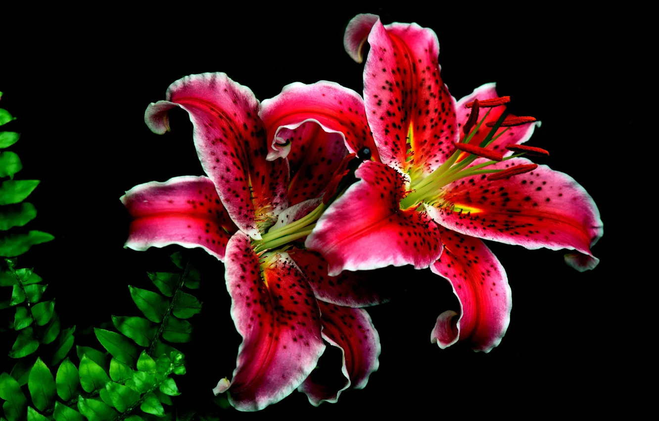 Photo wallpaper flowers, nature, Lily