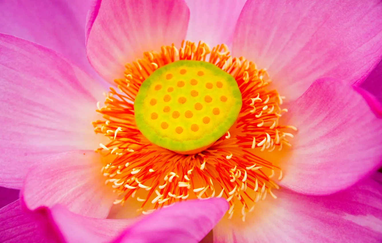 Photo wallpaper flower, macro, petals, Lotus