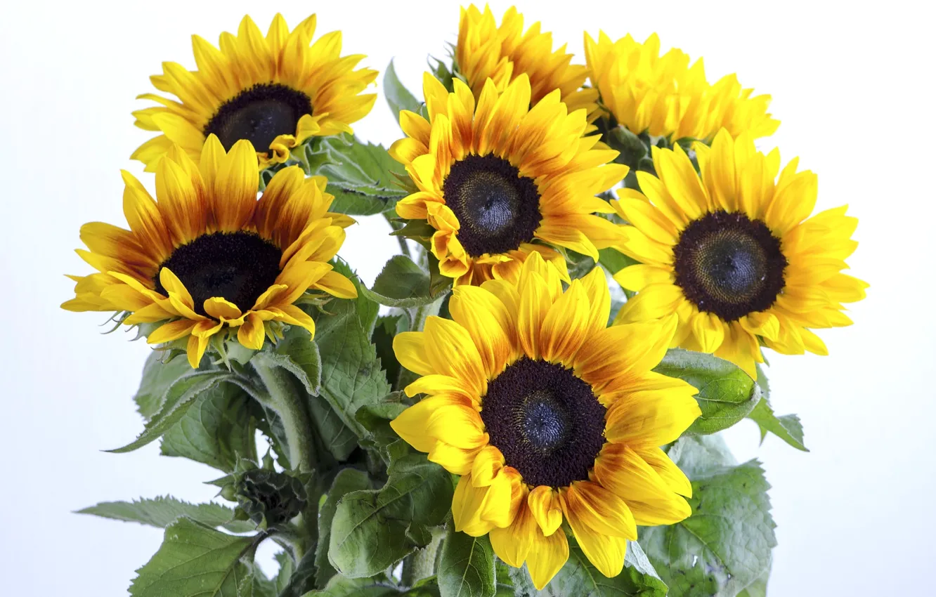 Photo wallpaper sunflowers, yellow, petals
