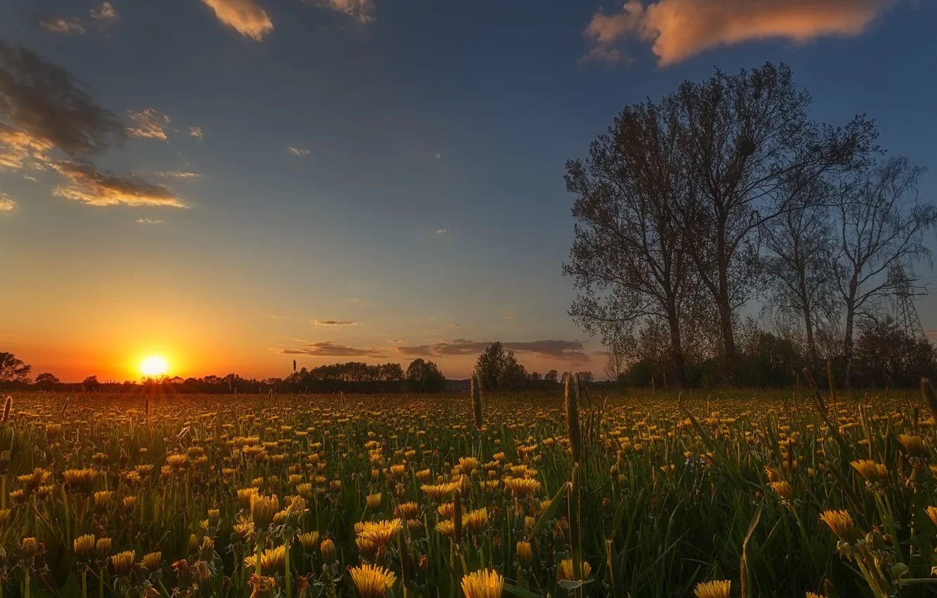 Photo wallpaper field, the sky, the sun, trees, sunset, flowers, spring, the evening