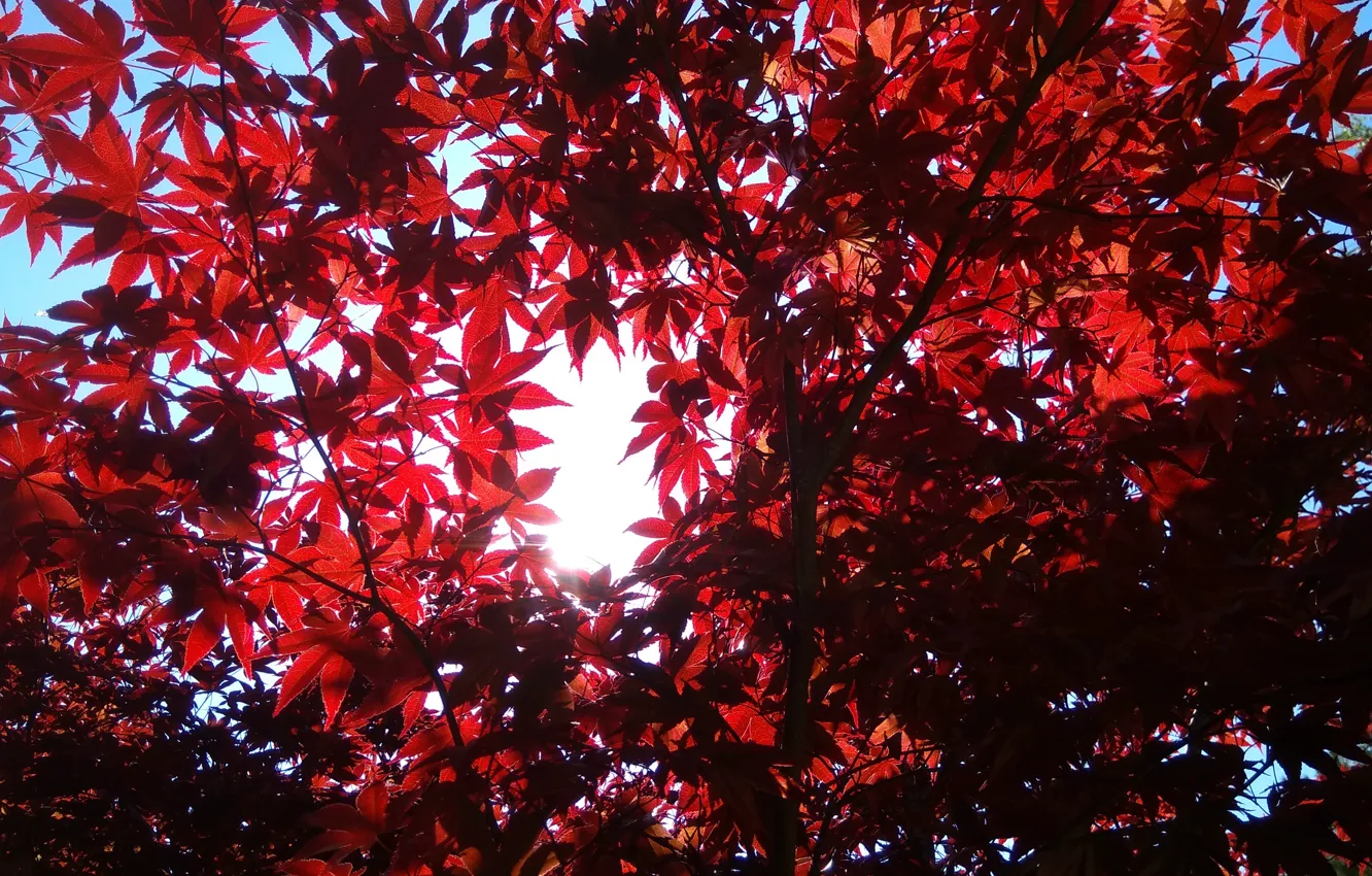 Photo wallpaper trees, nature, foliage, leaves, red leaves, red foliage, sun and sky, natural background