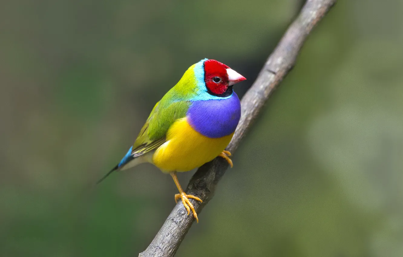 Photo wallpaper color, branch, birds, Chaffinch, wildlife