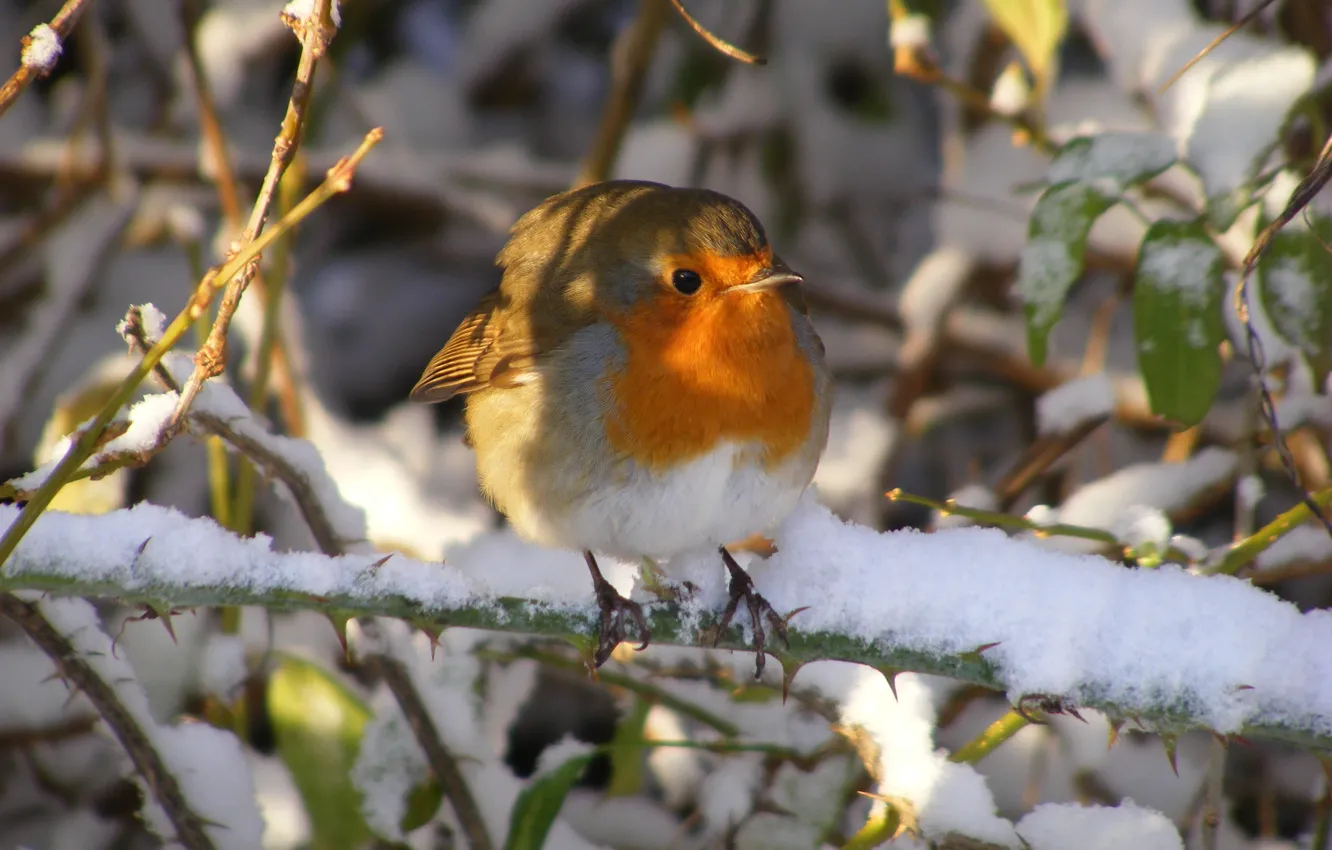 Photo wallpaper winter, snow, morning, bird