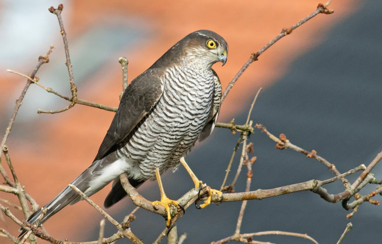 Photo wallpaper branches, background, bird, hawk