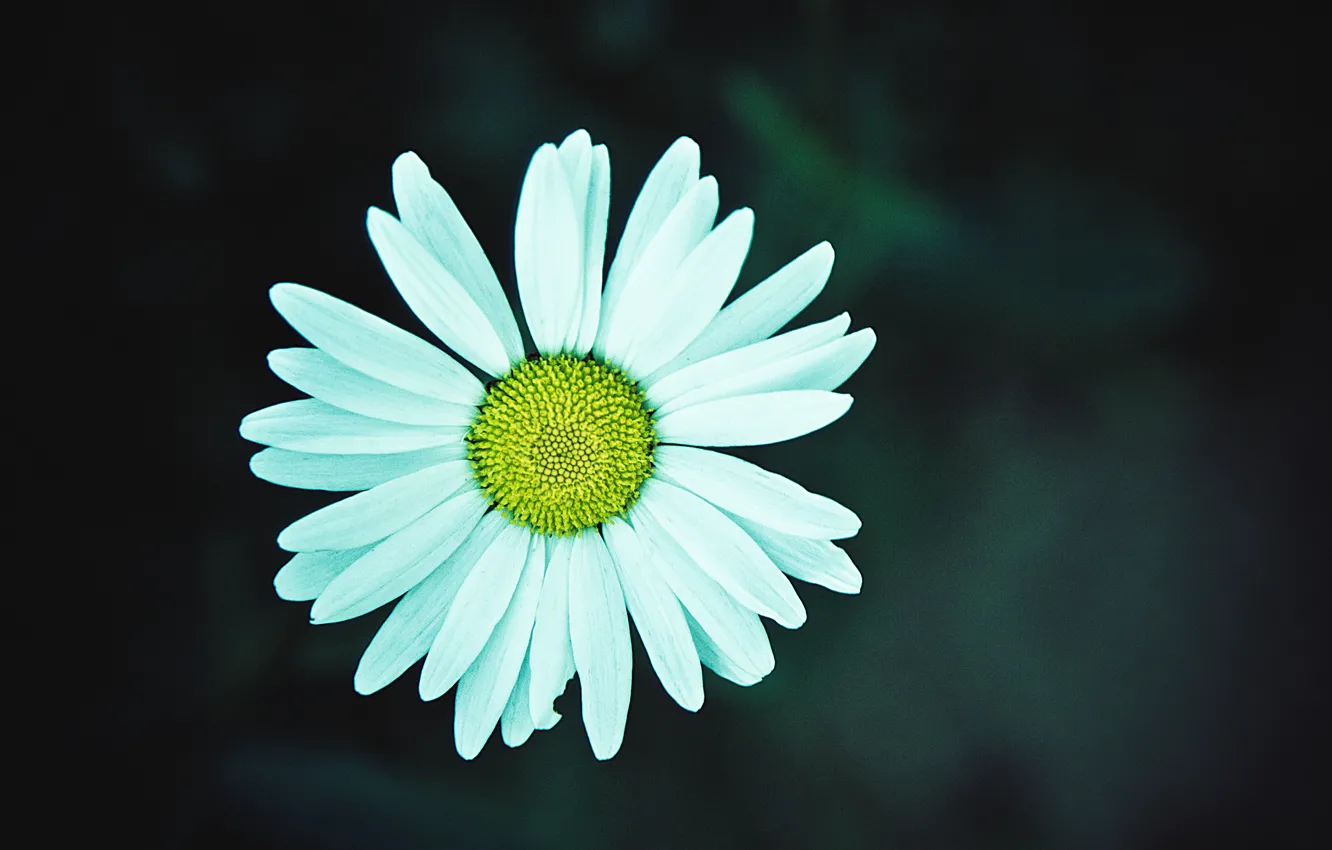 Photo wallpaper sadness, chamomile, petals, sanchezis