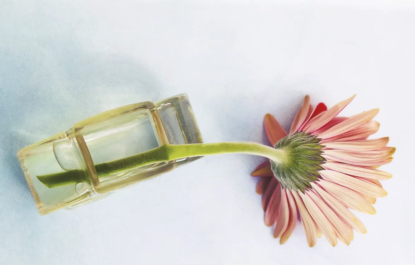 Photo wallpaper flower, background, gerbera