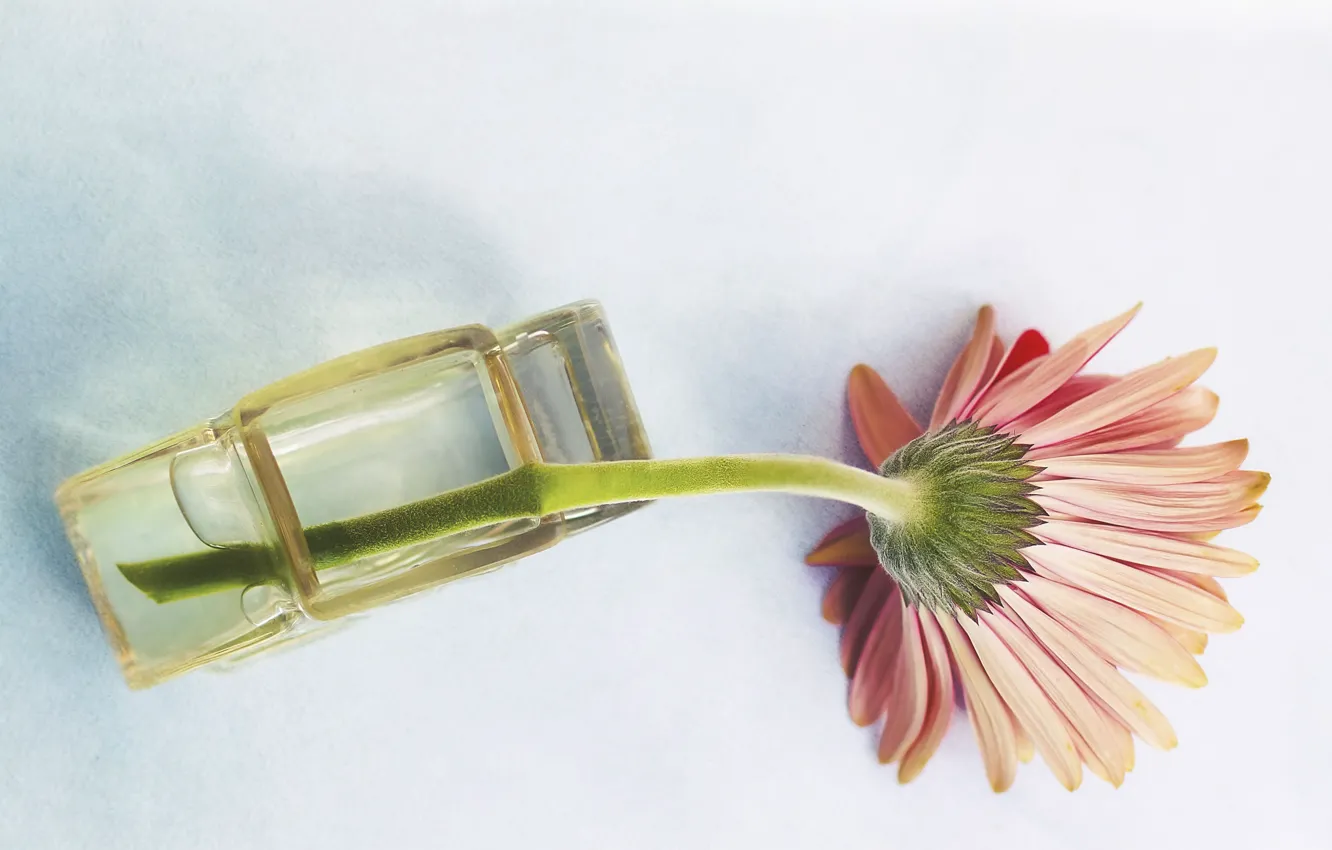 Photo wallpaper flowers, background, gerbera