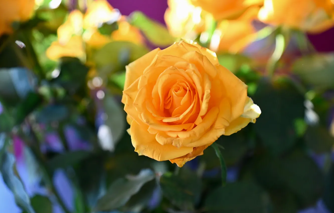 Photo wallpaper flowers, orange, roses, bokeh