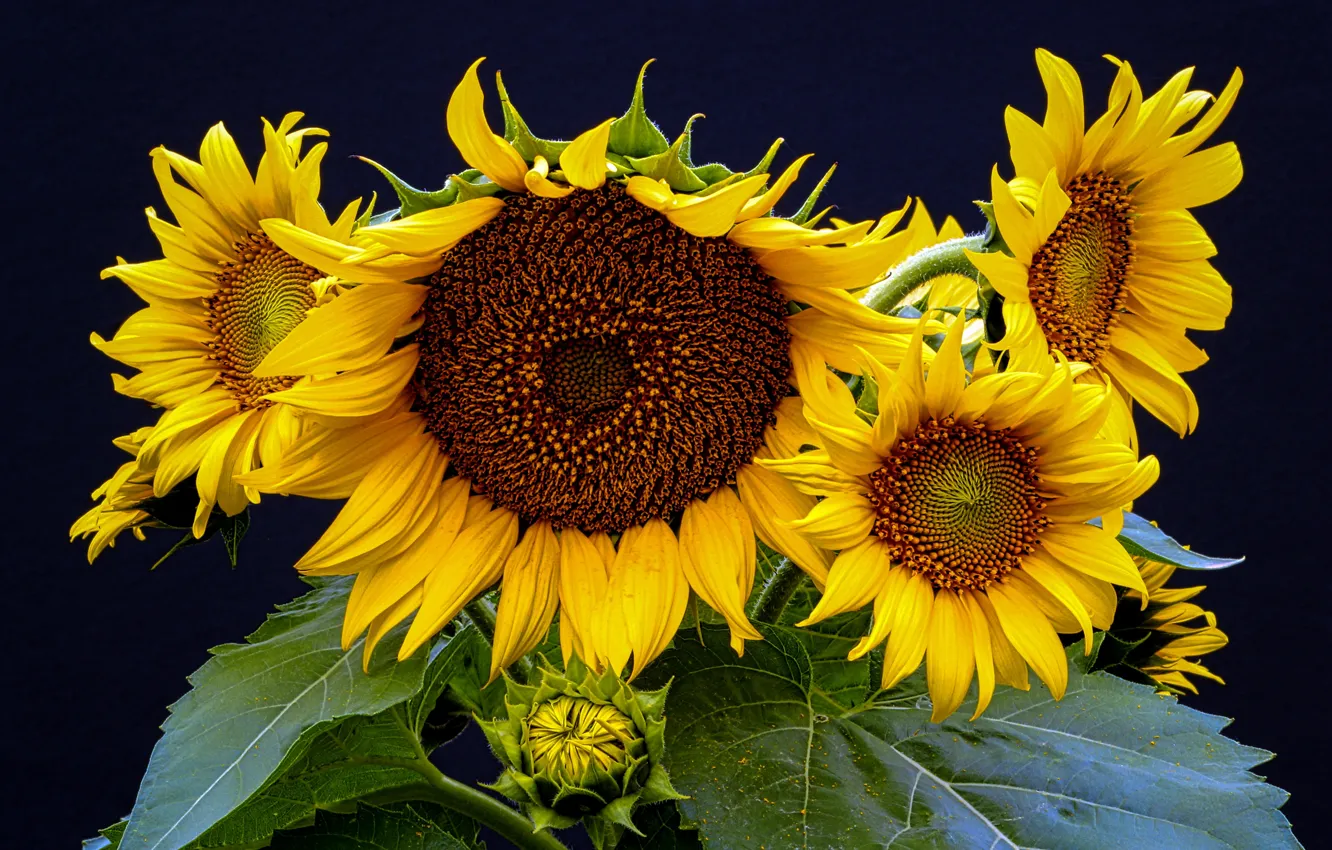 Photo wallpaper leaves, sunflowers, flowers, close-up, the dark background, bouquet, yellow