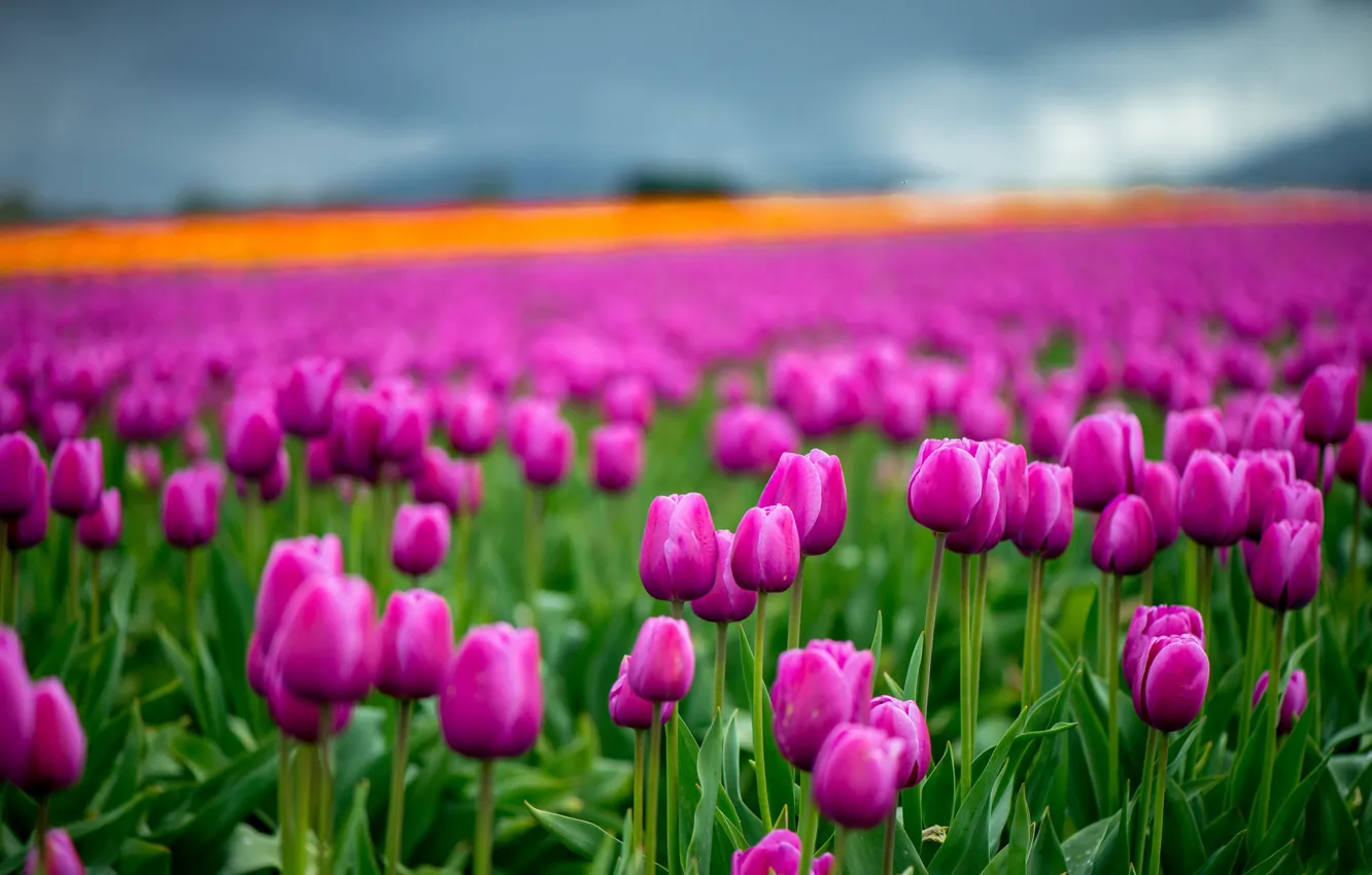 Photo wallpaper greens, the sky, clouds, flowers, bright, spring, tulips, pink
