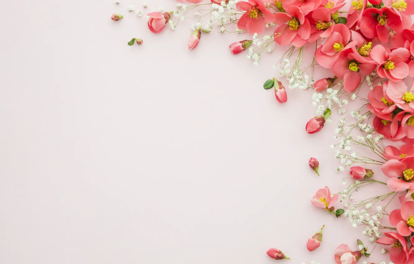 Photo wallpaper flowers, spring, pink background
