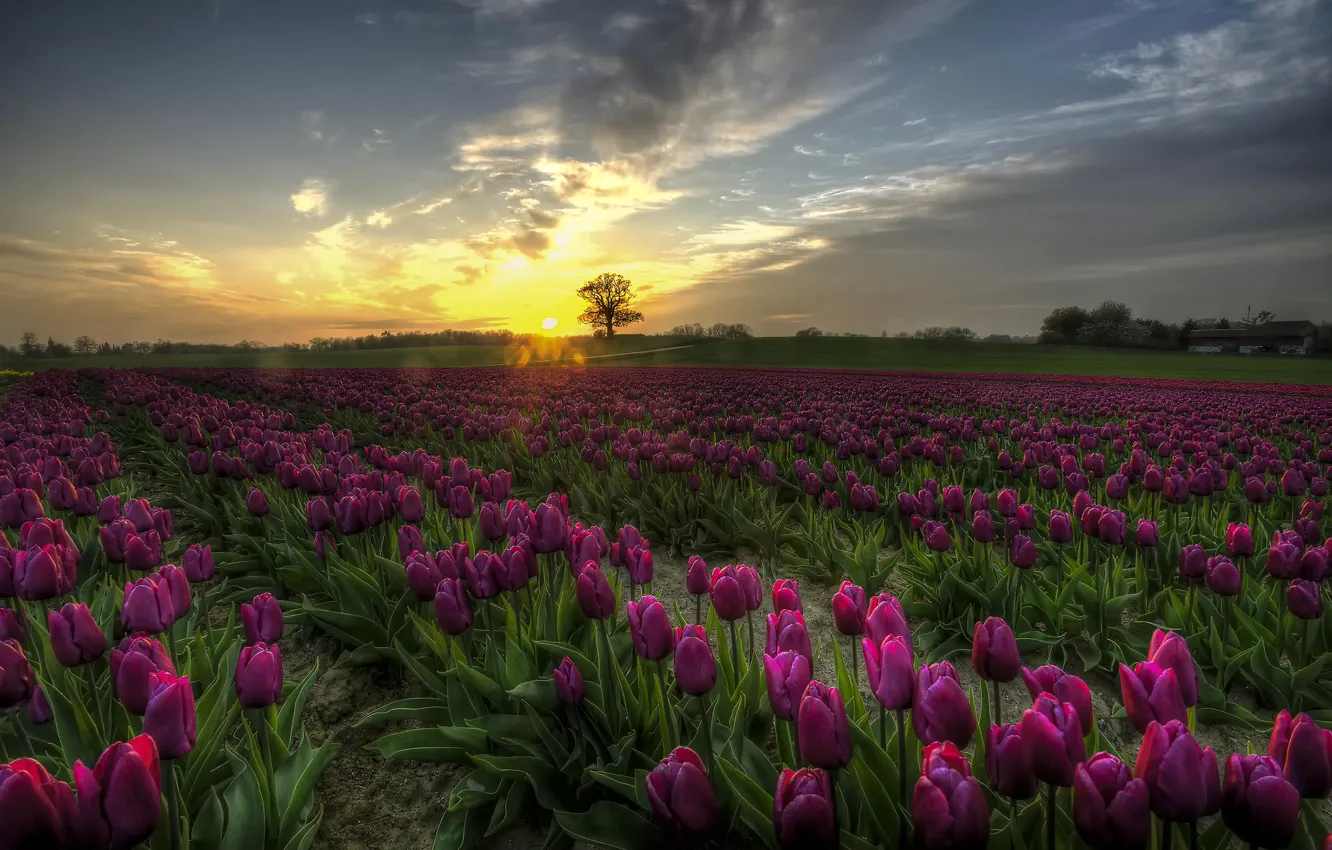 Photo wallpaper field, sunset, flowers, Tulips, Denmark