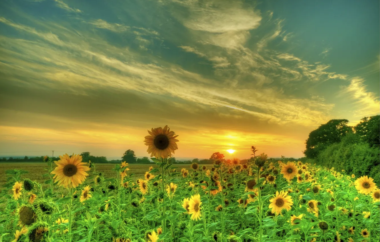 Photo wallpaper field, summer, the sky, clouds, sunflowers, sunset