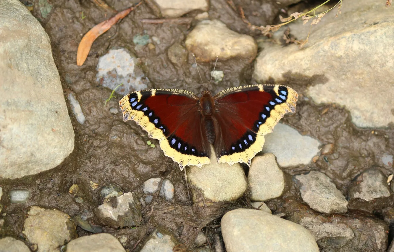 Photo wallpaper stones, macro, butterfly, wings, beautiful, closeup
