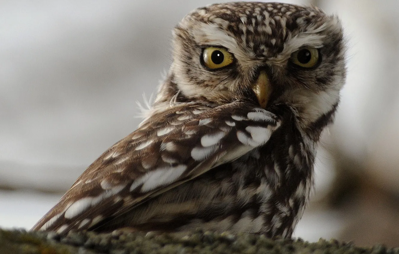 Photo wallpaper eyes, look, owl, bird, tail