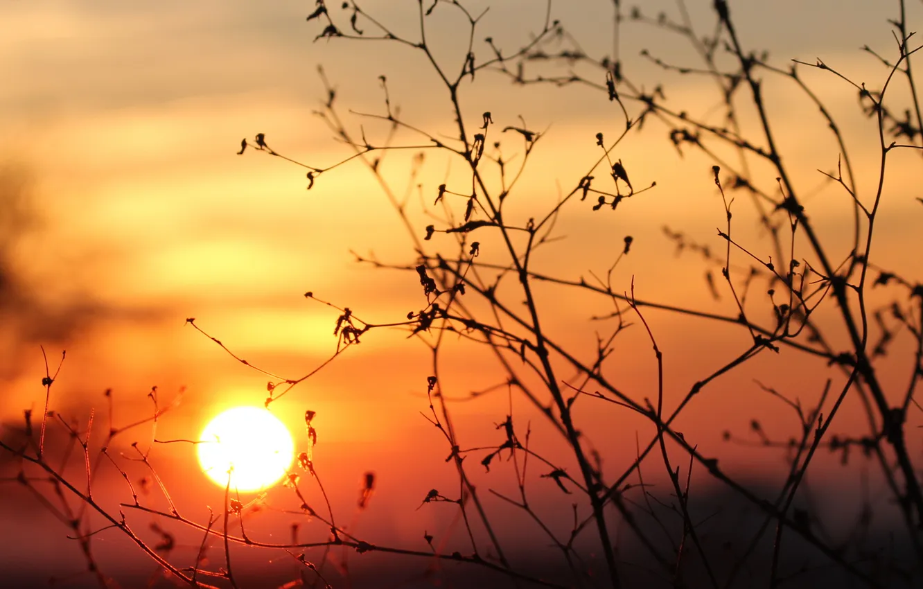 Photo wallpaper sunset, branches, stem, bokeh, orange sky