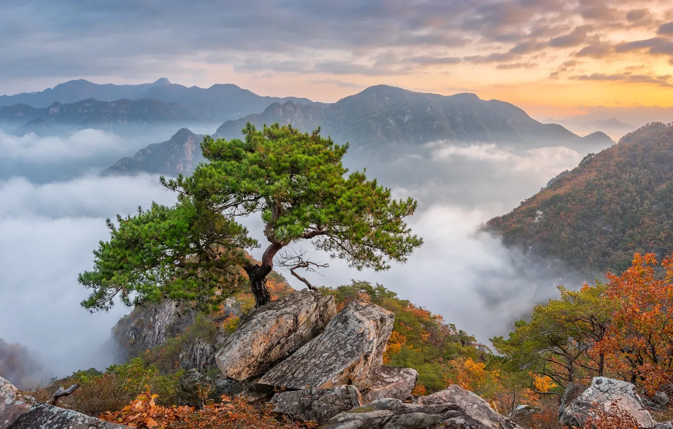 Photo wallpaper autumn, trees, mountains, South Korea, pine, South Korea, Bukhansan National Park, National Park Bukhansan