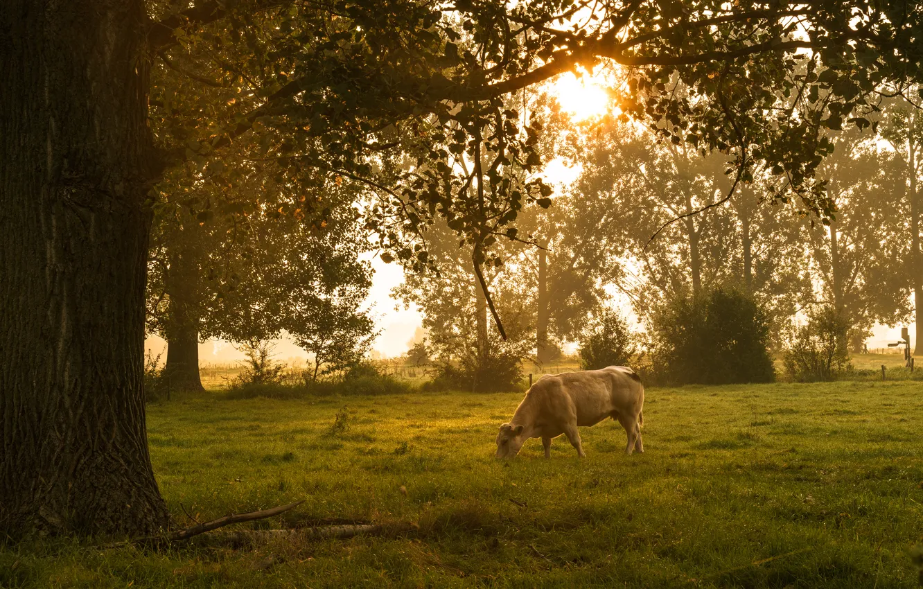 Photo wallpaper trees, cows, grazing