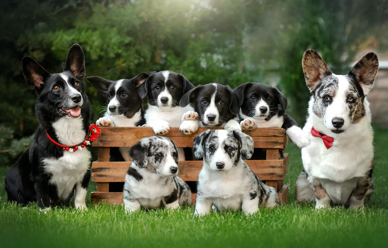 Photo wallpaper grass, dog, puppy, box, family, family, Ekaterina Kikot, Welsh Corgi cardigan