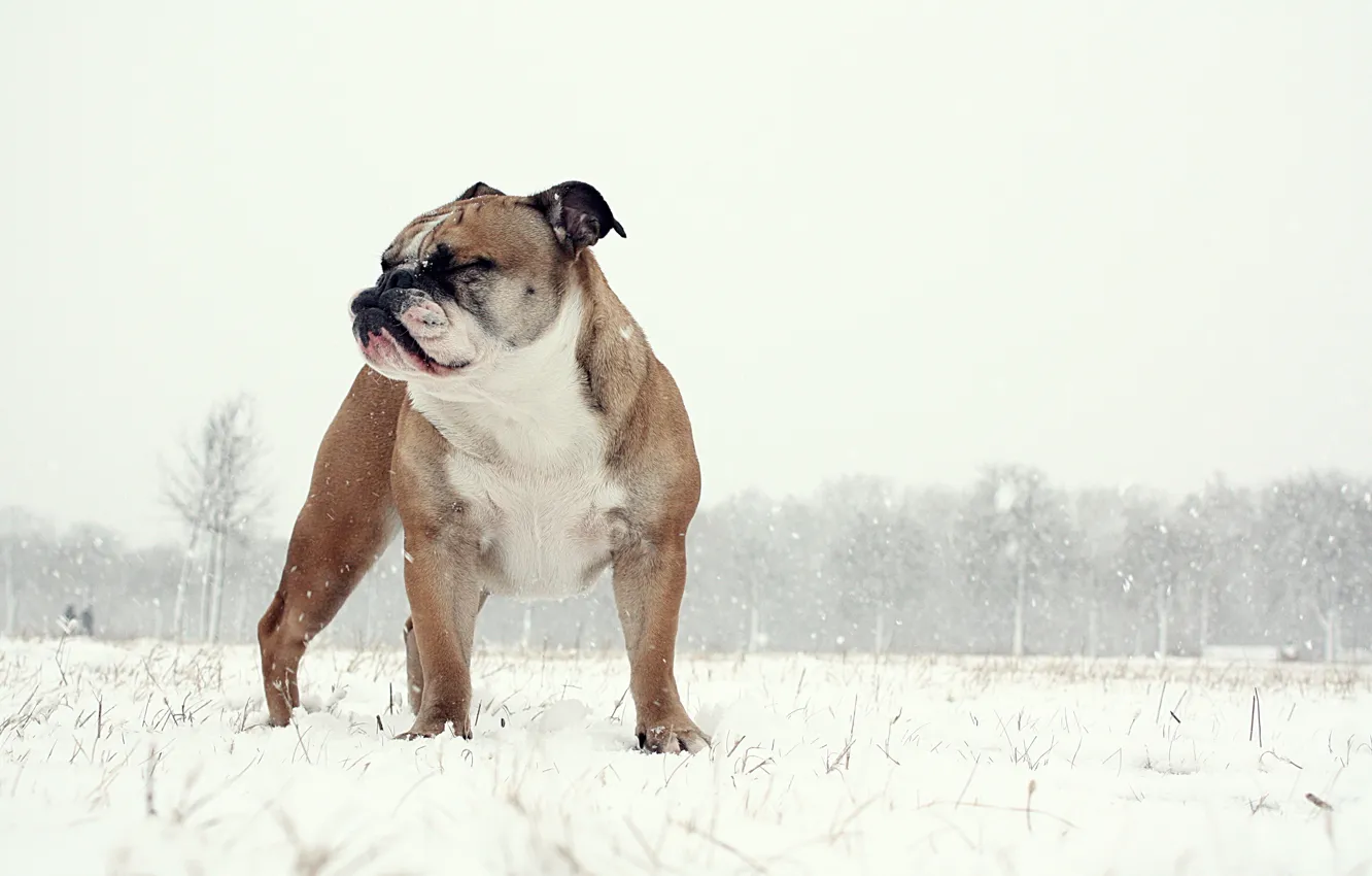 Wallpaper background, dog, English Bulldog for mobile and desktop