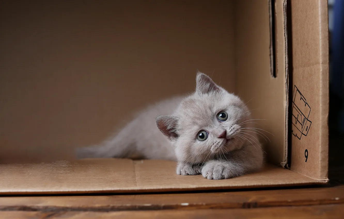 Photo wallpaper cat, kitty, box, British