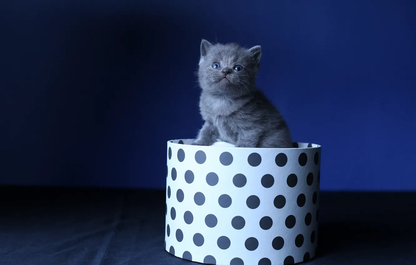 Photo wallpaper cat, grey, box, baby, fur, black background, kitty, sitting
