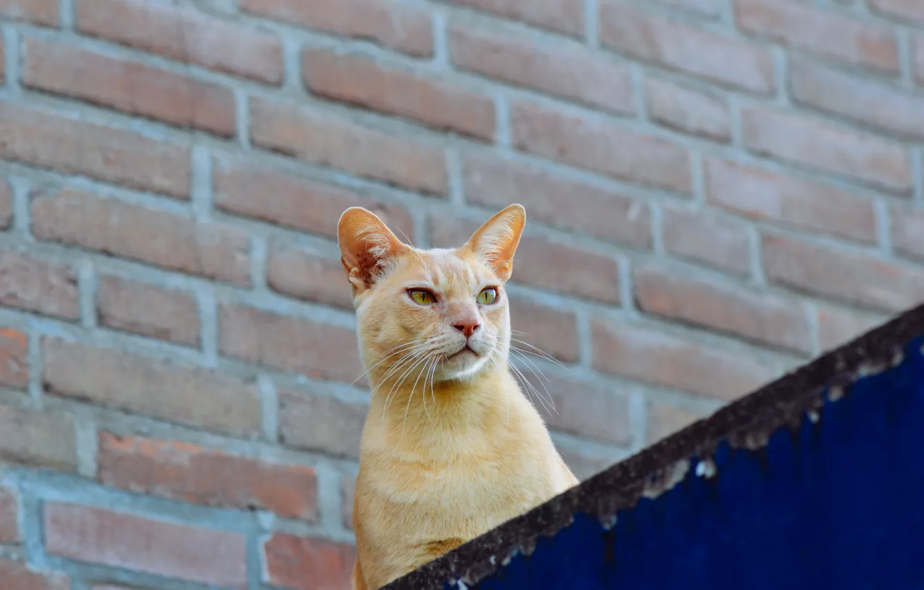 Photo wallpaper roof, eyes, cat, wall