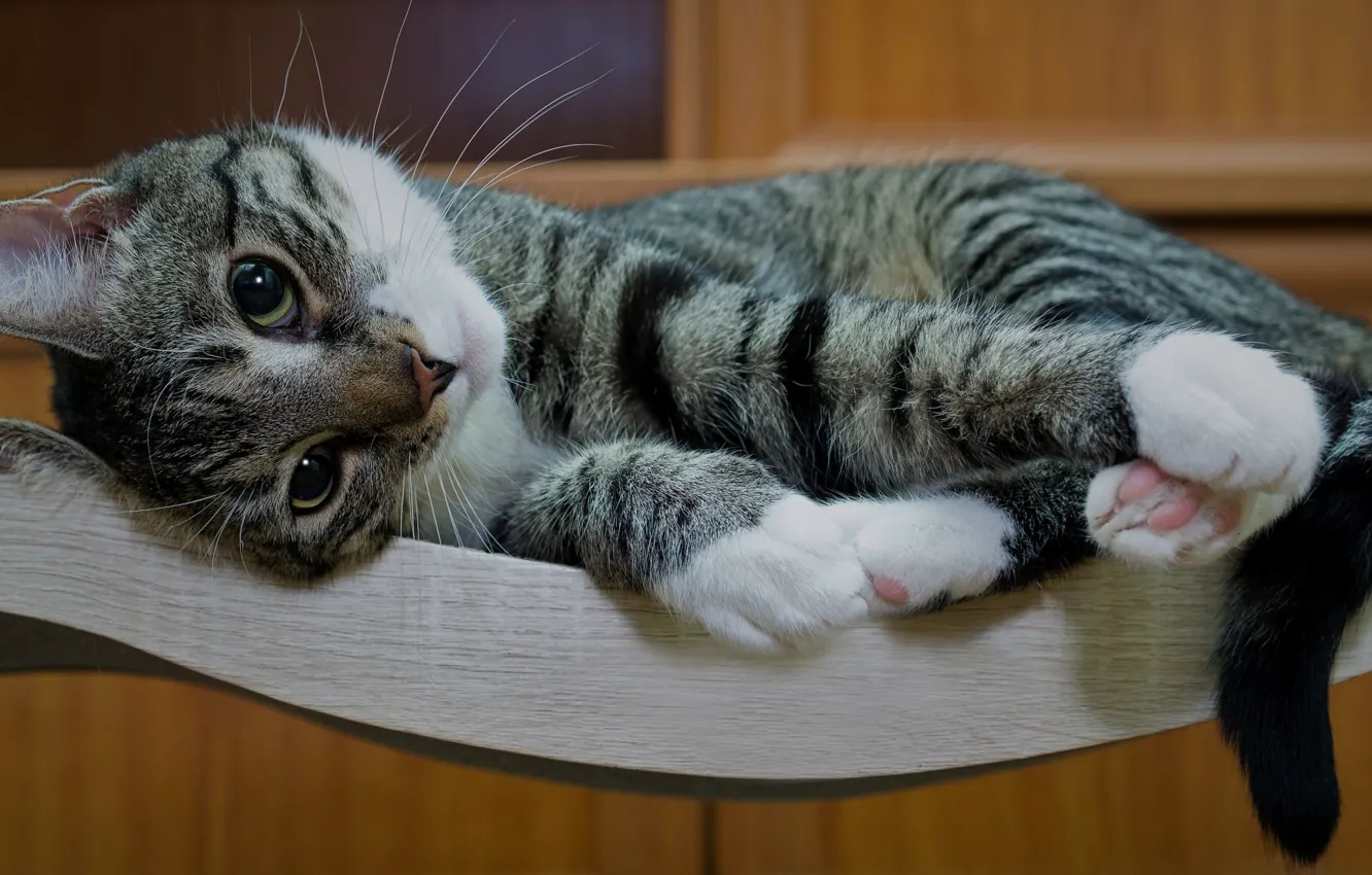 Photo wallpaper cat, cat, look, pose, furniture, paws, lies, kitty