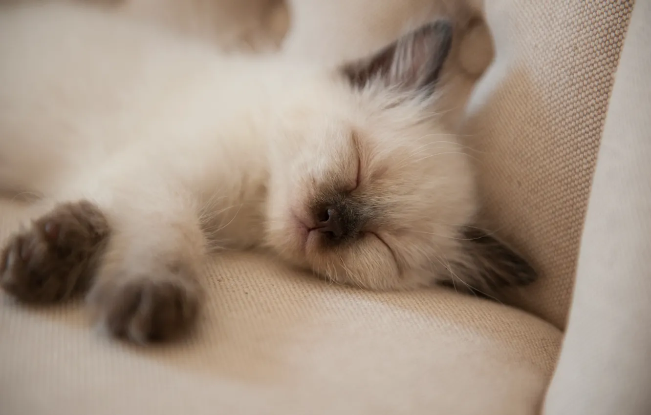 Photo wallpaper kitty, sofa, baby, sleeping