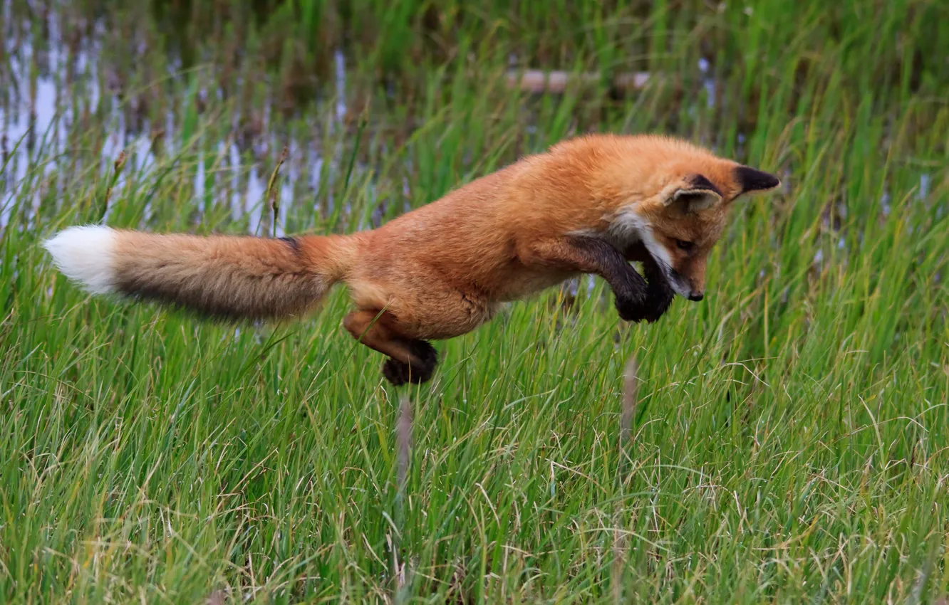 Photo wallpaper grass, jump, Fox