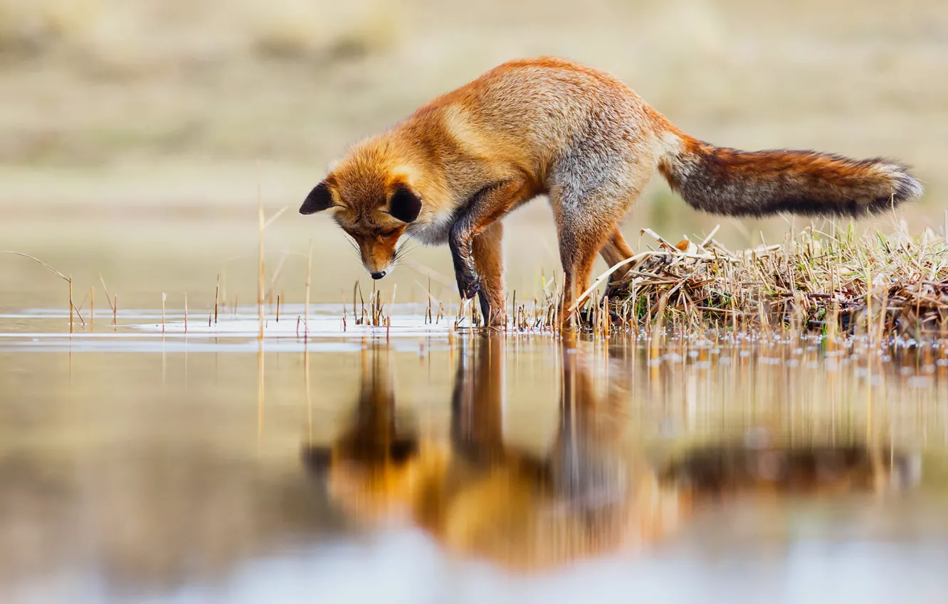 Photo wallpaper grass, look, pose, lake, pond, reflection, shore, fishing