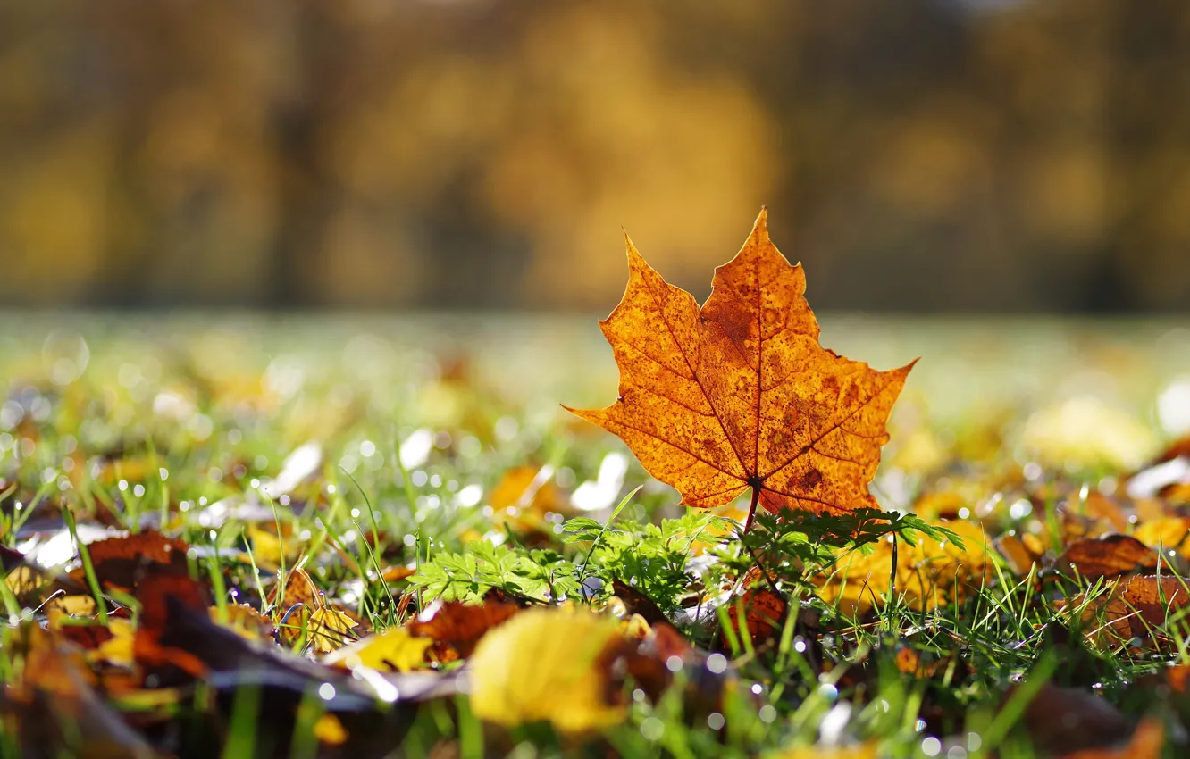 Photo wallpaper autumn, grass, leaves, light, nature, glade, foliage, leaf