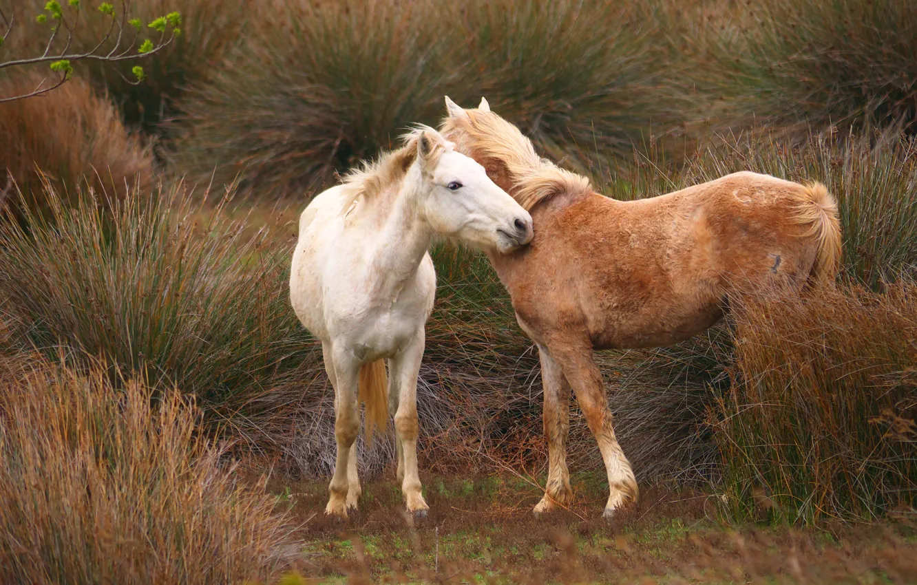 Photo wallpaper grass, horse, horse, pair, two knights